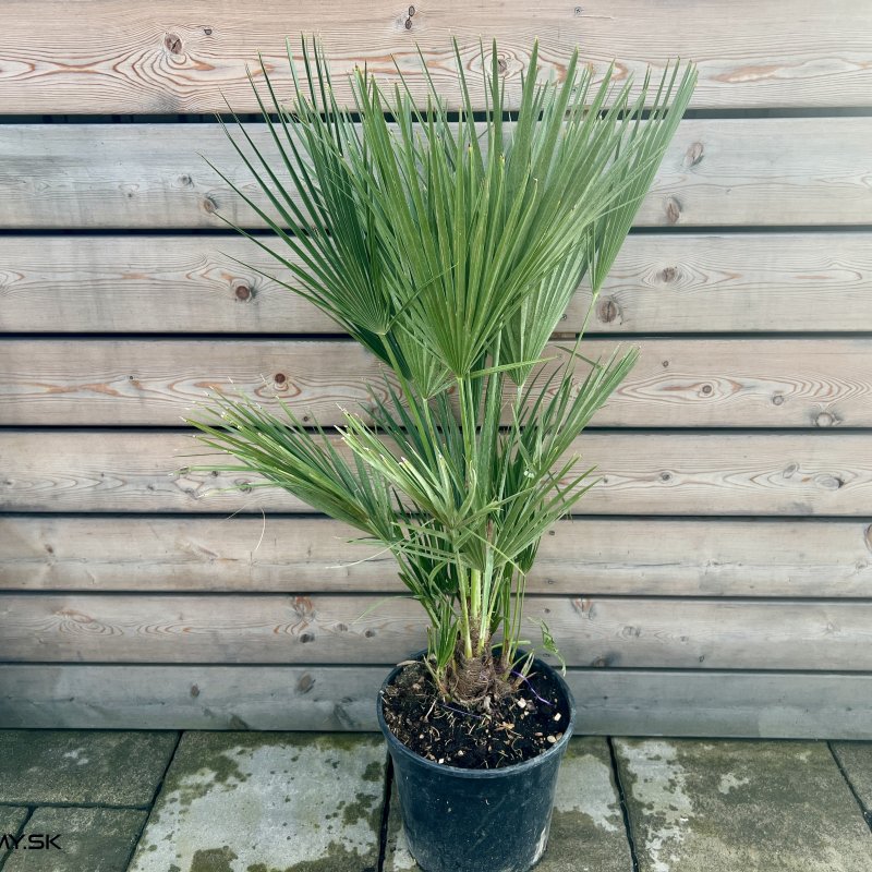 Chamaerops Humilis (Palmička nízka) - kont. C30L, výška: 90-120 cm (-14°C)